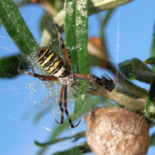 Réf. 294 232 : Argiope bruennichi